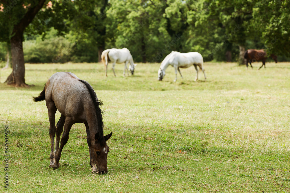 Lipizzaner horses in Lipica stable, Slovenia Lipizzaner horses in Lipica stable, Slovenia
