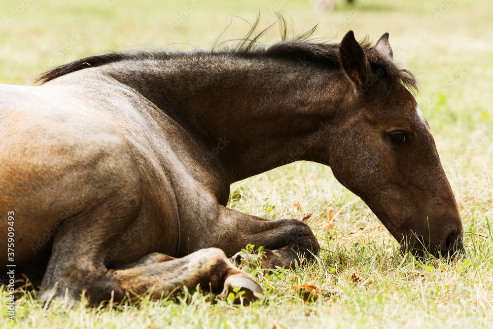 Fototapeta premium Lipizzaner horses in Lipica stable, Slovenia