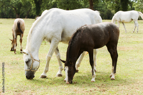 Konstfotografi Lipizzaner horses in Lipica stable, Slovenia