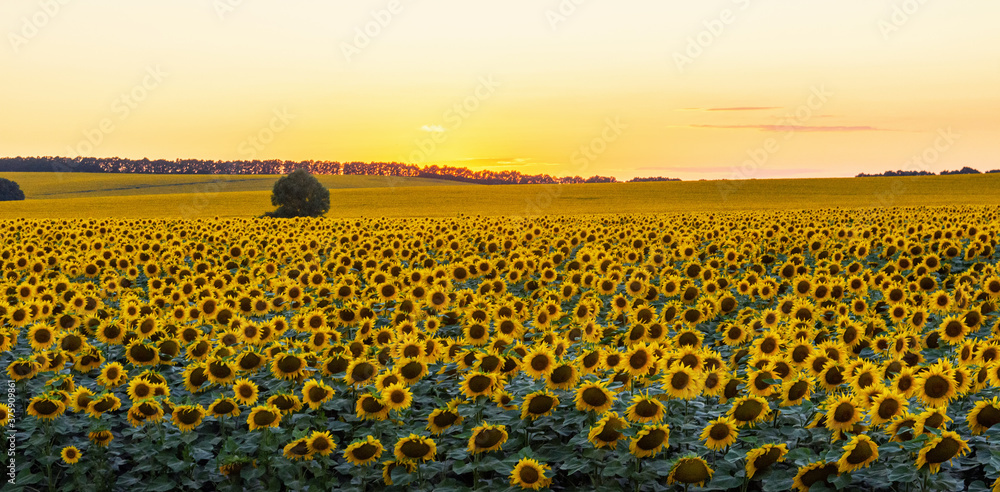 Obraz premium Sunflower field on a warm summer evening