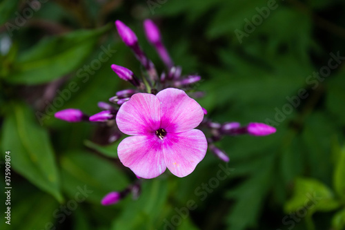 pinker Phlox; einzelne Blüte