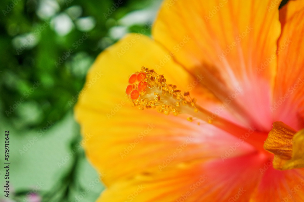 Hibiskus Hibiskus