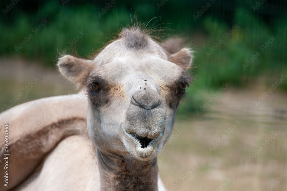 Fototapeta premium trampeltier