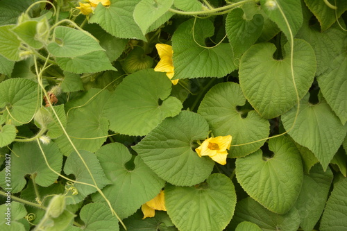 Goldencreeper (Thladiantha dubia) in garden.Flowering Thladiantha dubia or Manchu tubergourd. photo