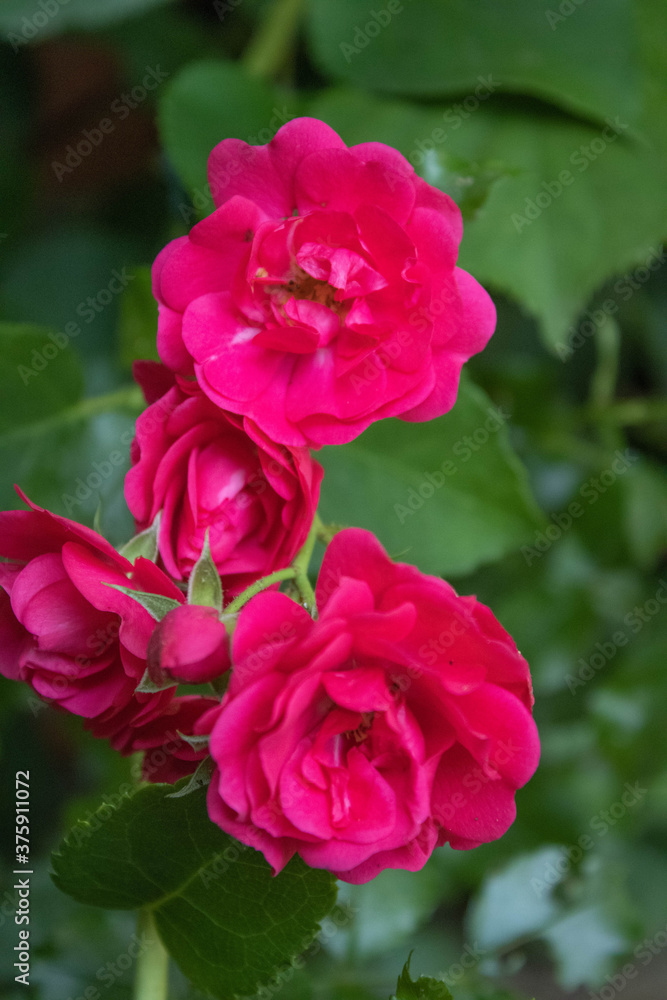 rote Rose