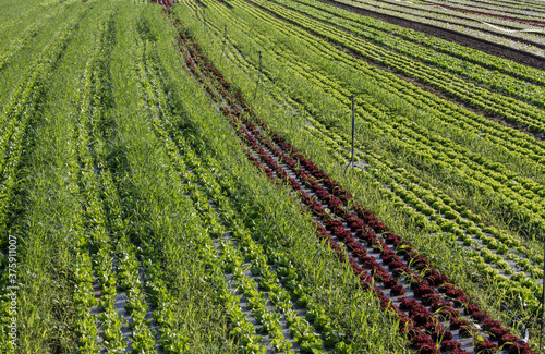 Strips of lettuce planted in the field