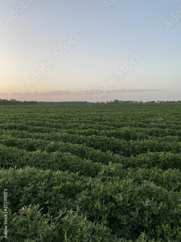 peanut field with hazy evening skies
