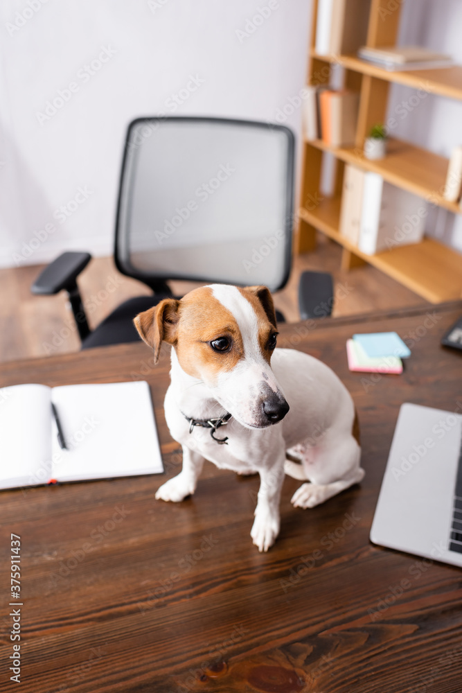 Selective focus of jack russell terrier sitting near laptop and notebook on office table Selective focus of jack russell terrier sitting near laptop and notebook on office table