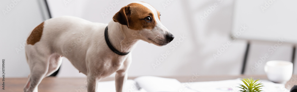 Panoramic shot of jack russell terrier looking away on table in office Panoramic shot of jack russell terrier looking away on table in office