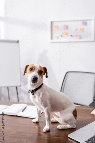Selective focus of jack russell terrier looking at camera near laptop and notebook on table in office