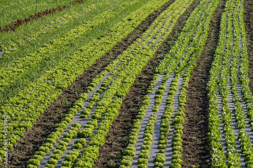 Strips of lettuce planted in the field