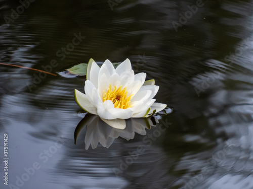 Fototapeta Delicate white water-lily flower blooming with yellow middle and its reflection