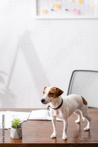 Jack russell terrier looking away near plant and papers on office table