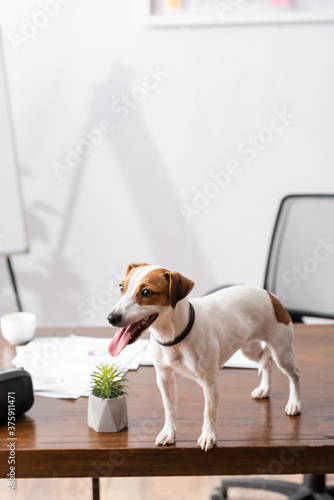 Selective focus of jack russell terrier sticking out tongue while standing on office table