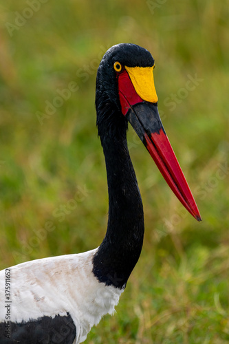 saddle billed stork