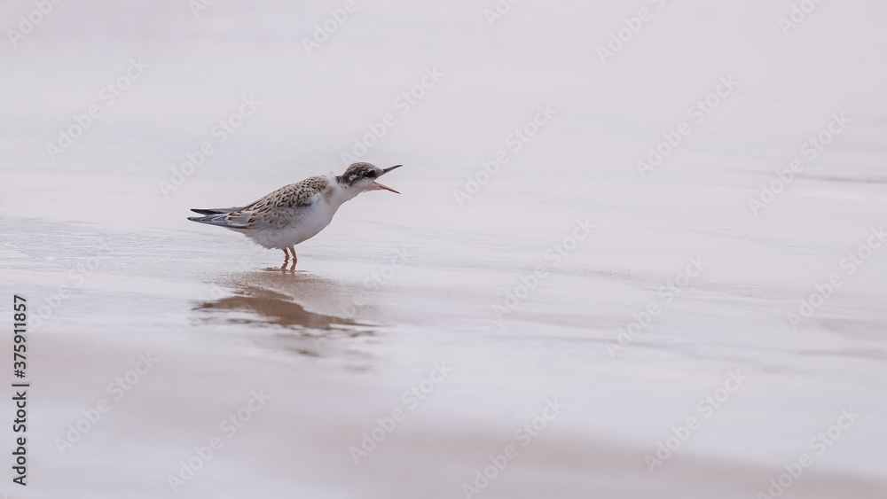 Little tern fledgling standing in shallow surf with his beak wide open and with soft sunlight highlighting his feathers and plumage Little tern fledgling standing in shallow surf with his beak wide open and with soft sunlight highlighting his feathers and plumage