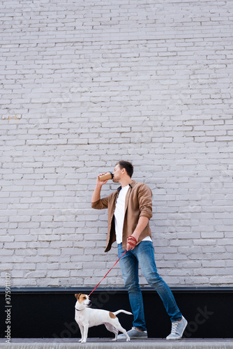 Young man drinking coffee to go while walking jack russell terrier on leash near building