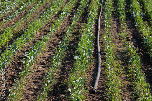Wallpaper Mural Irrigation pipe in a green field of  peppers Torontodigital.ca