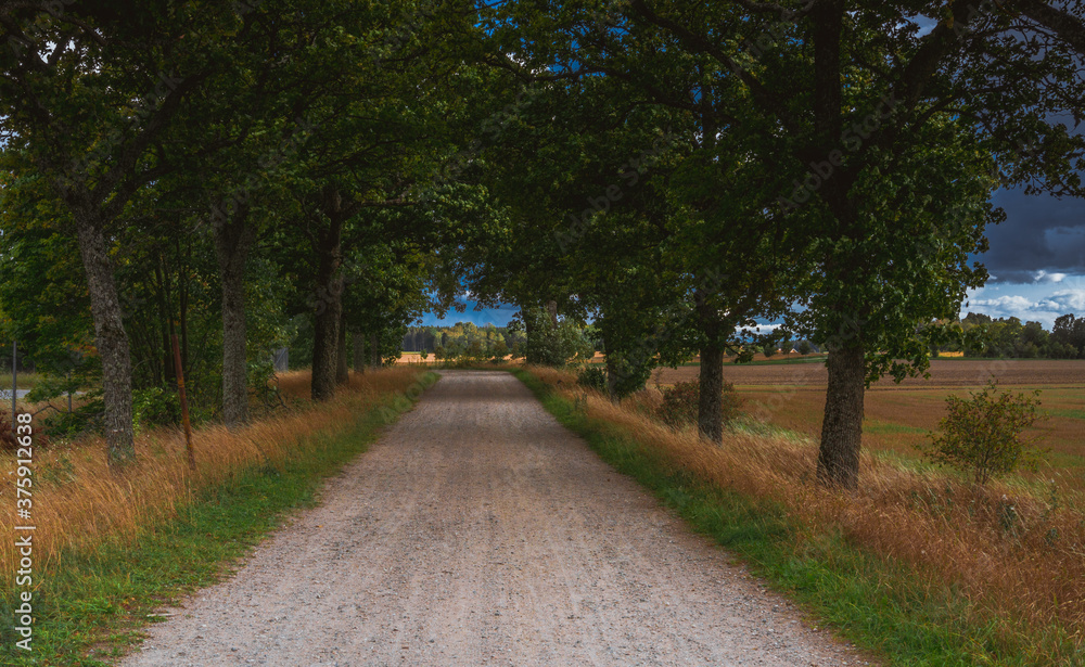 road to the forest road to the forest