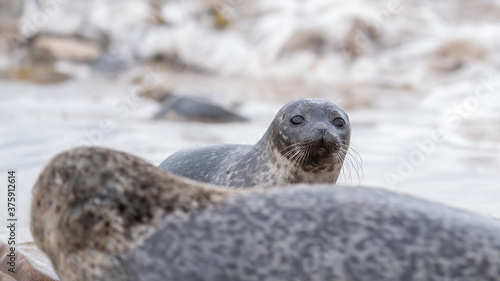 Common seal pup (harbour seal) hiding behind her mother with breaking waves and surf in the background