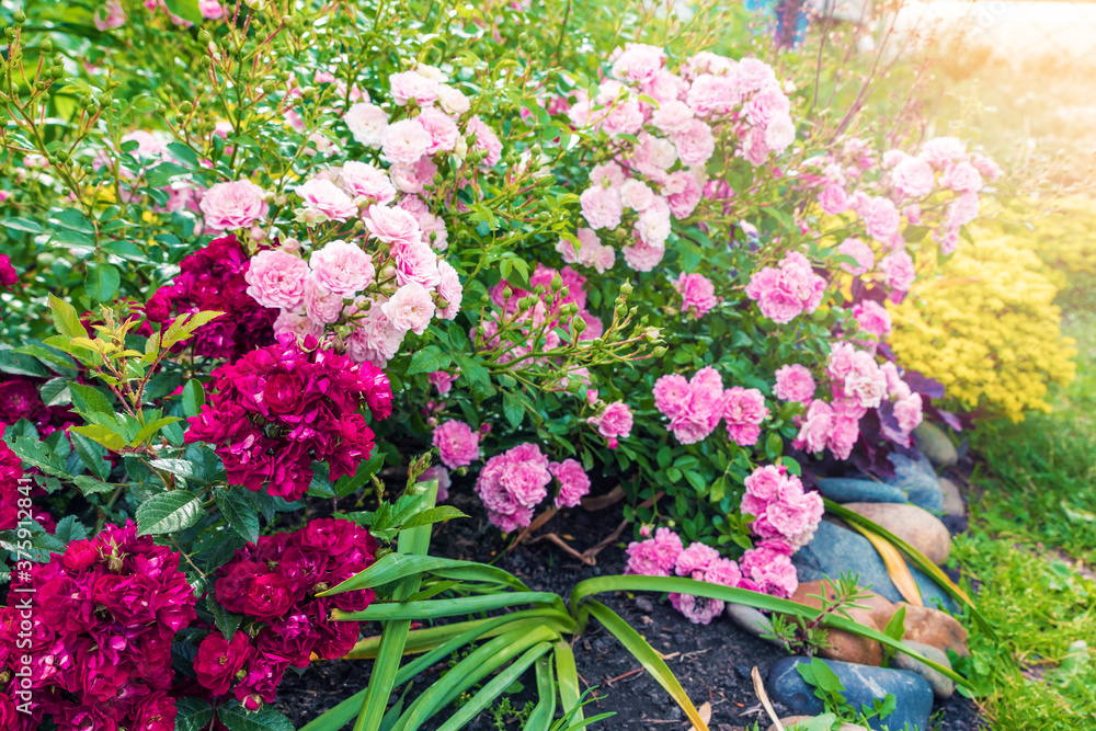 Beautiful red and pink bush roses in a summer garden