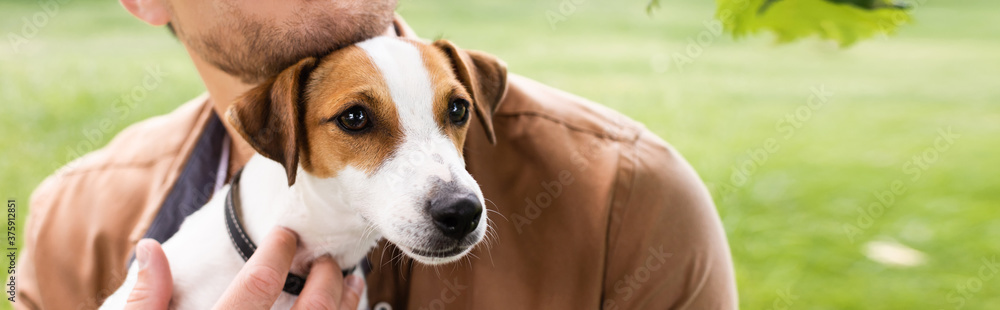 partial view of man holding white jack russell terrier dog with brown spots on head, panoramic concept