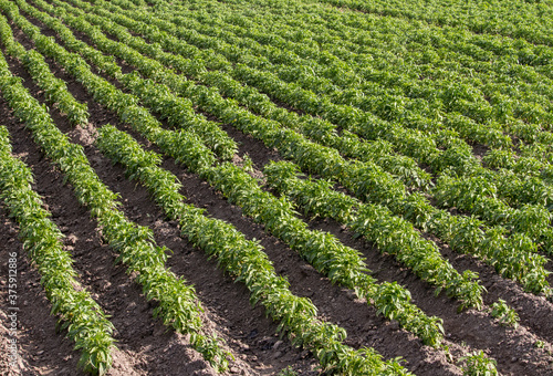 Wallpaper Mural Cultivated green fields of paprika Torontodigital.ca