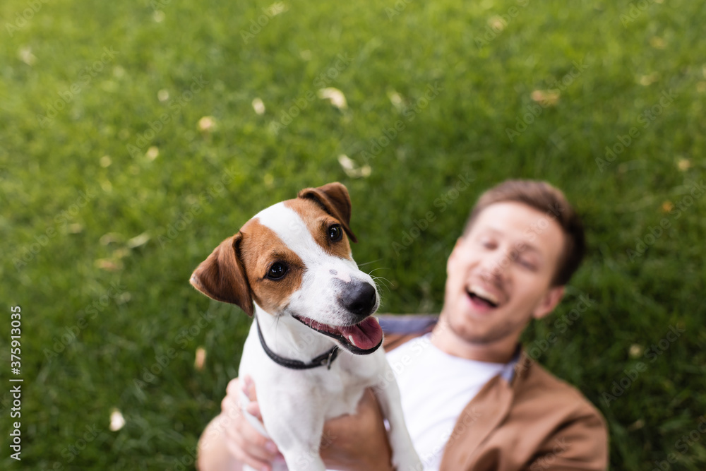 selective focus of excited man holding jack russell terrier dog while lying on green lawn selective focus of excited man holding jack russell terrier dog while lying on green lawn