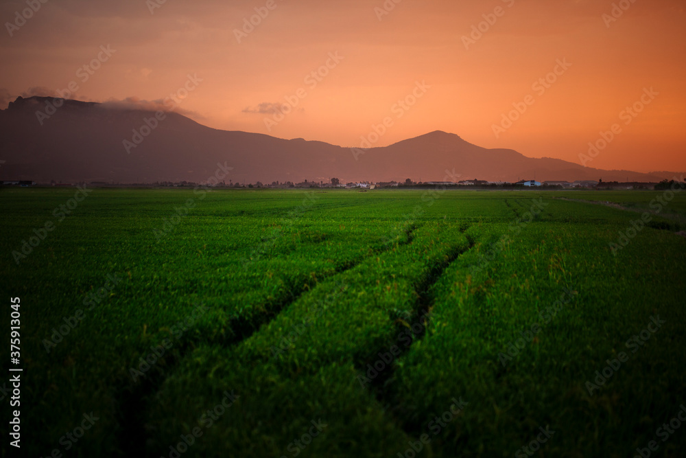 Campos de arroz en Sueca (Valencia) al anochecer