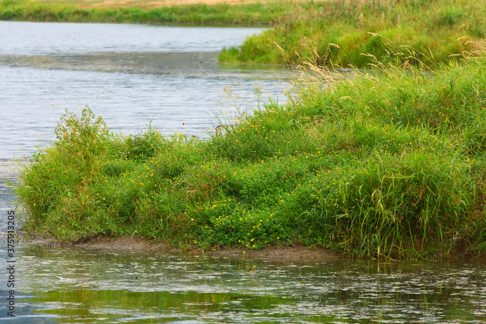 Plants and grass growing along the edge of a lake