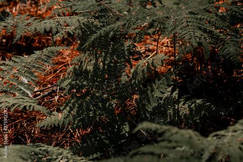 autumn leaves on the ground in the forest