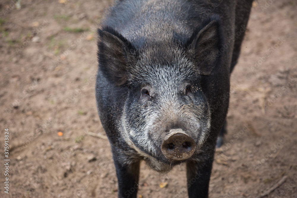 Portrait of male wild brown boar looking at camera. Portrait of male wild brown boar looking at camera.