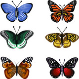 Butterflies isolated on white background for book illustration - Vector