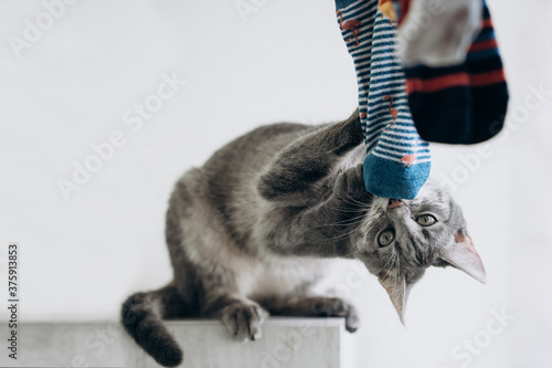 Photography Cute gray cat playing with colored socks, funny face