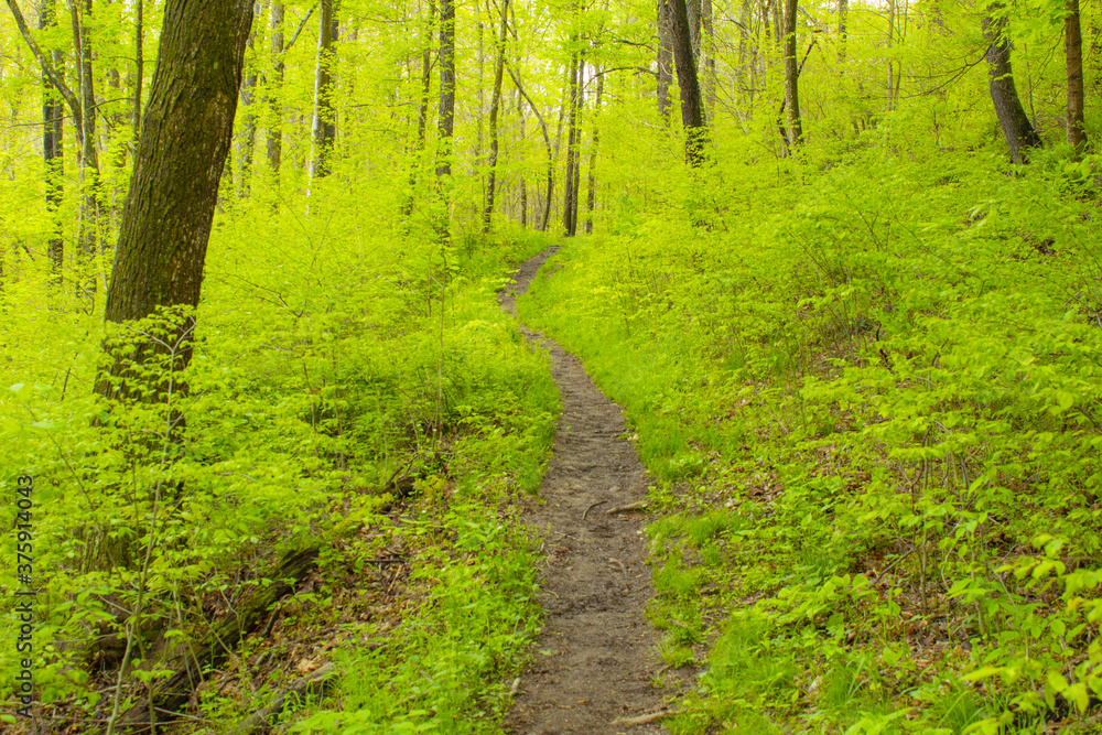 A tiny path through a lush green forest in Raccoon Creek State Park, Hookstown, P.A.