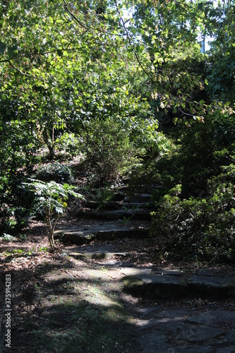 steps in the forest