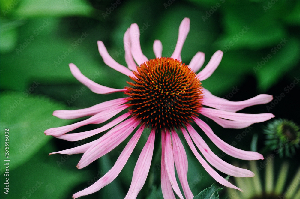 Obraz premium close up of a flower