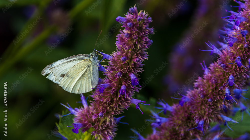 Naklejka premium Zitronenfalter