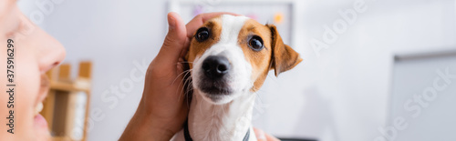 selective focus of businessman touching head of jack russell terrier dog, horizontal image