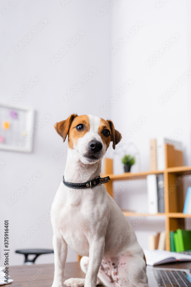 white jack russell terrier dog with brown spots on head sitting on office desk