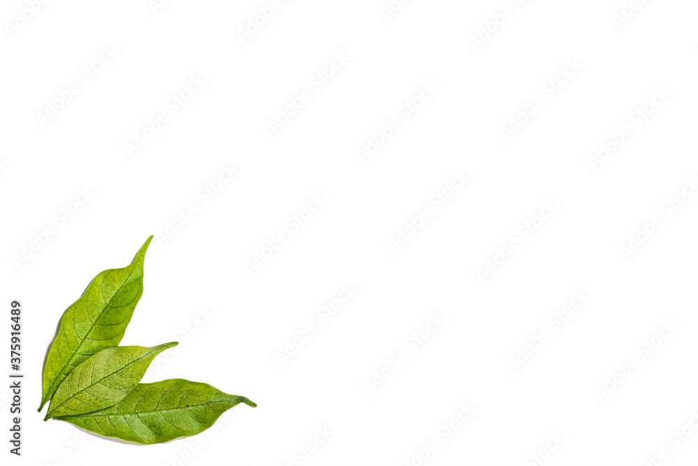 Green Leafs on White Background Green Leafs on White Background
