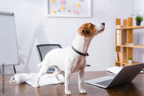jack russell terrier dog standing on office desk near laptop and documents © LIGHTFIELD STUDIOS