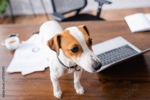 high angle view of white jack russell terrier dog standing on office desk near laptop