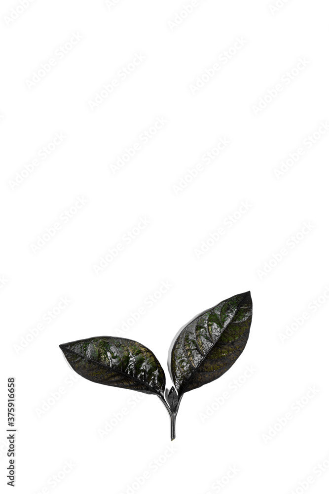 Obraz premium Green Leafs on White Background