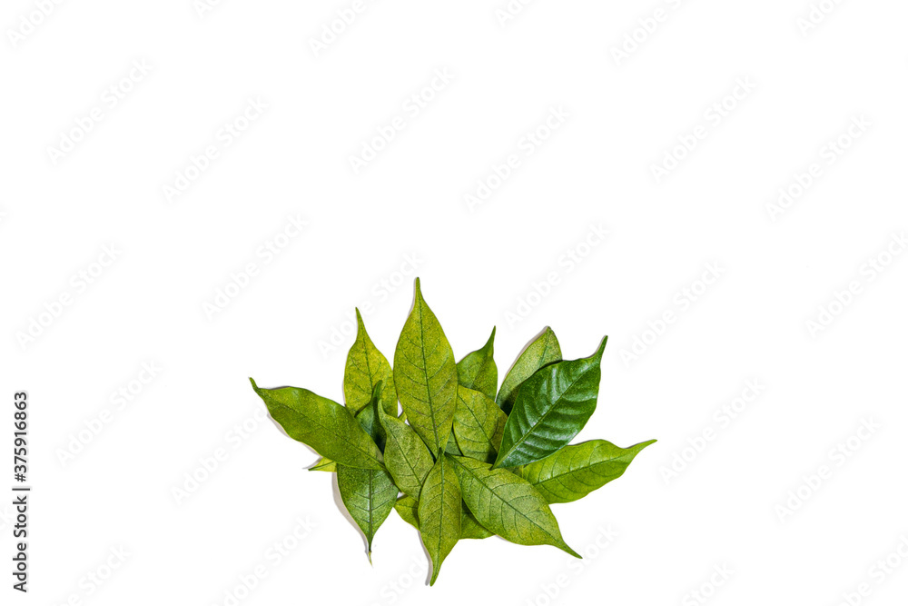 Green Leafs on White Background Green Leafs on White Background