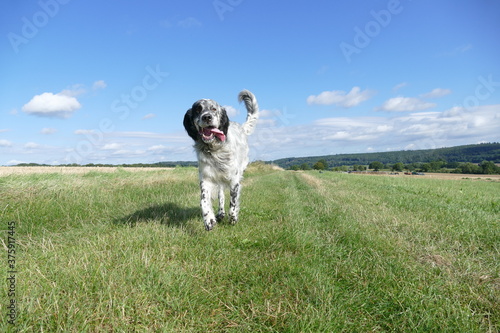 English Setter dog running towards camera against blue sky on green field with copy space