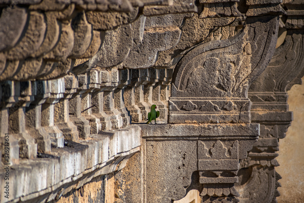 A parrot sitting on the side wall of heritage structure of Gol Ghumbaj. - obrazy, fototapety, plakaty 
