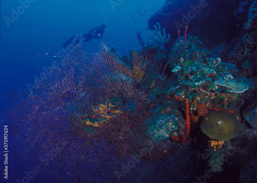 Diver on Wall © Amanda Coetzee