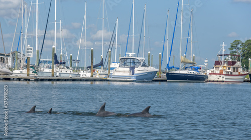 Obraz na plátně Group of Wild Atlantic Bottlenose Dolphin Swimming in front of a Marina in Sava