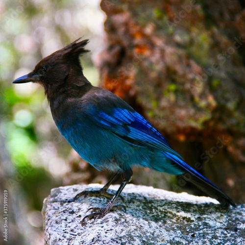blue jay bird